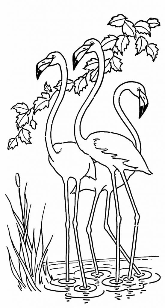 Desenhos Para Colorir De Flamingo Como Fazer Em Casa