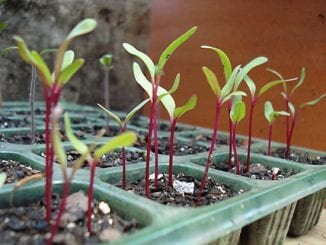 Como Plantar Beterraba Em Casa Como Fazer Em Casa