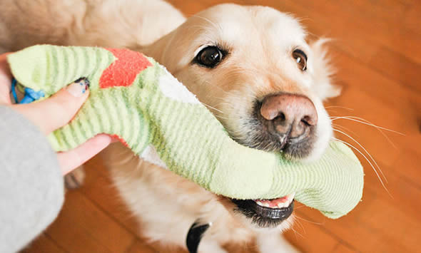 Como fazer um brinquedo para o seu cachorro