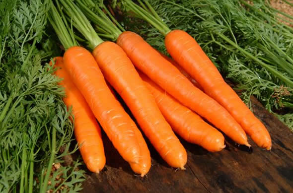 Benefícios da cenoura
