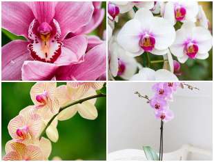 Orquídeas Phalaenopsis - Orquídea da Secretária