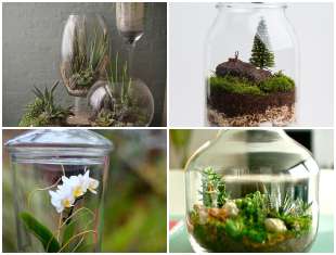 10 ideias lindas para fazer terrários