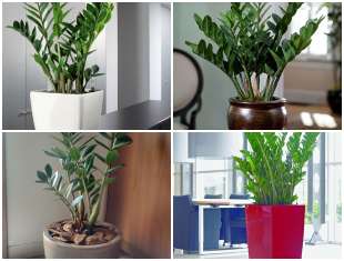 Plantas Zamioculcas para Decorar a Casa