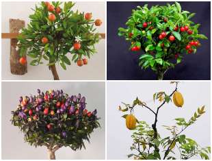 12 Exemplos para Bonsai de Frutíferas