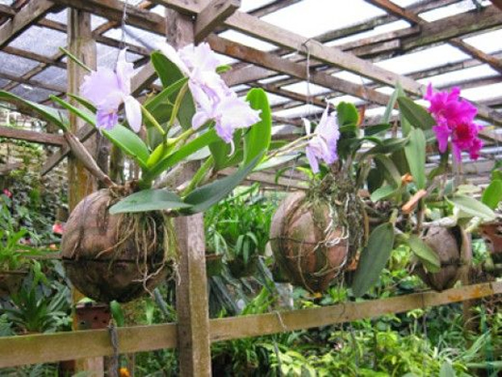 Lindas Orquídeas em Cocos - Como plantar - Como fazer em casa