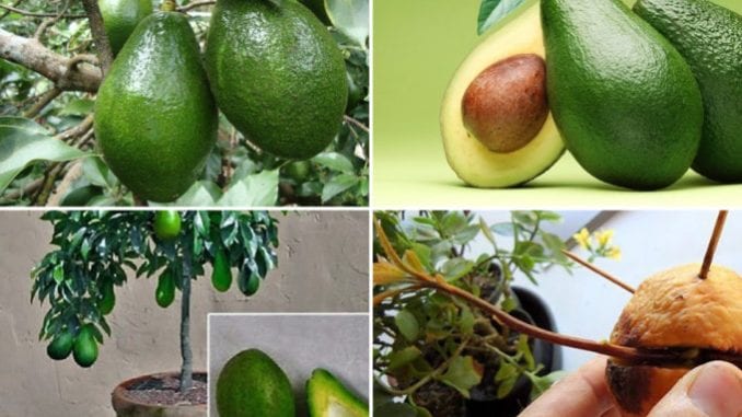 como plantar abacate abacateiro