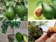 como plantar abacate abacateiro