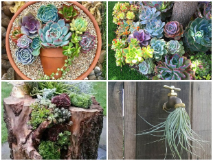 Plantas Suculentas para Decoração de Jardim