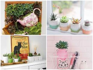 Plantas Suculentas para Decoração da Casa