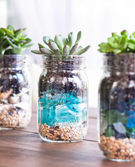 Plante suculentas em potes de vidro