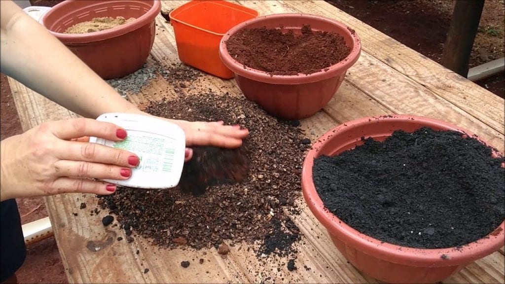 substratos para plantar suculentas