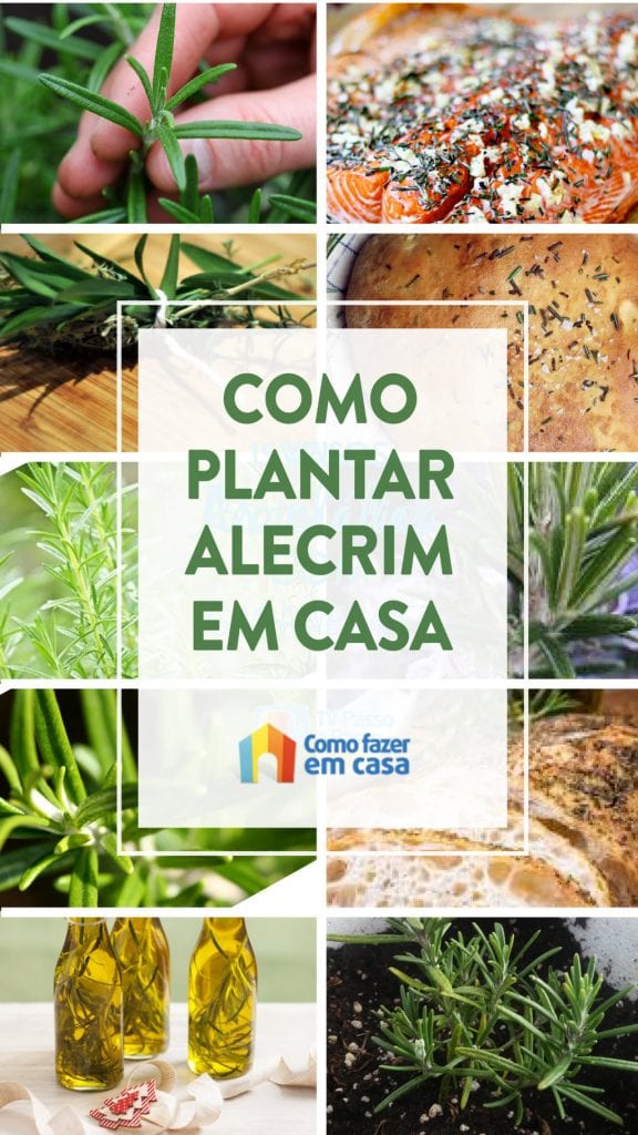 como plantar alecrim (10)