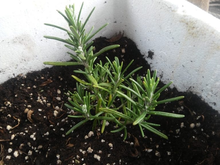 Vida no Campo: Como plantar alecrim em casa