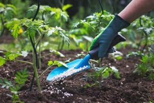Como usar ureia nas plantas - Como fazer em casa