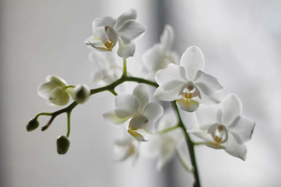 Quando devo regar minhas orquídeas?