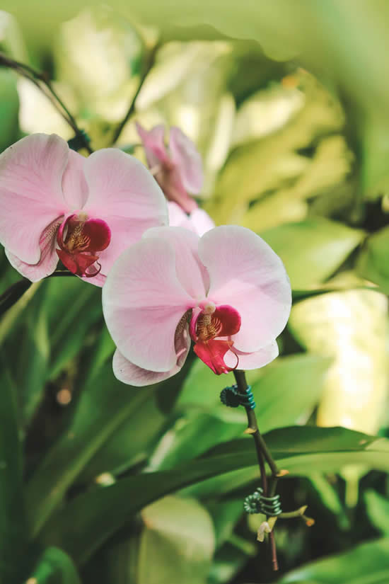 Qual é a hora de regar minhas orquídeas?
