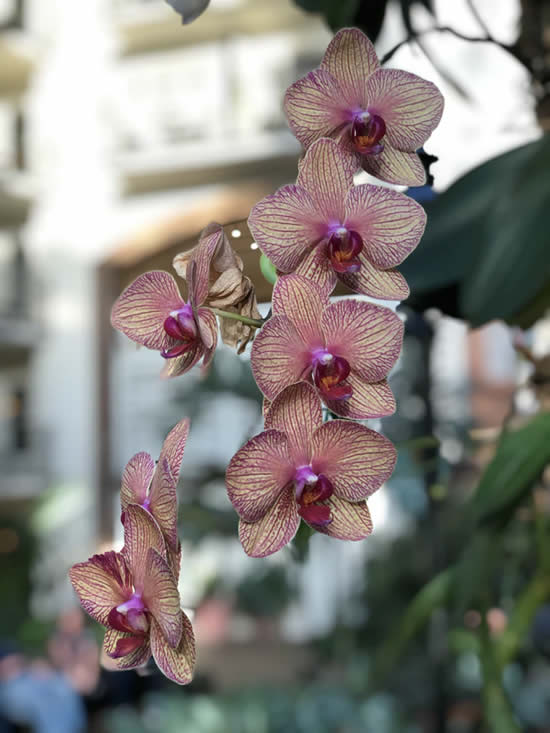 Qual é a hora de regar minhas orquídeas?