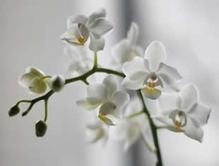 Dicas para regar orquídeas