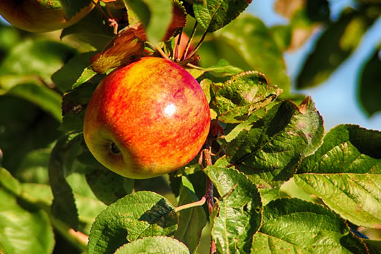 Saiba os benefícios de comer maçã