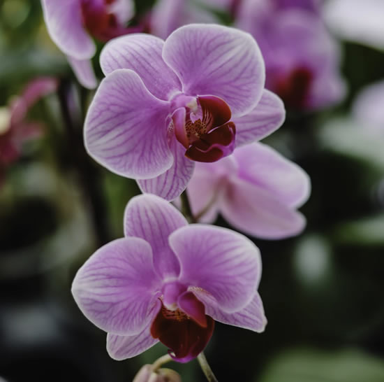 Cuidados básicos com orquídeas