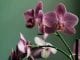 Cuidados básicos com orquídeas