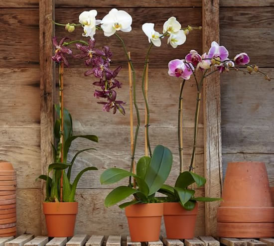 Qual melhor vaso para orquídeas?