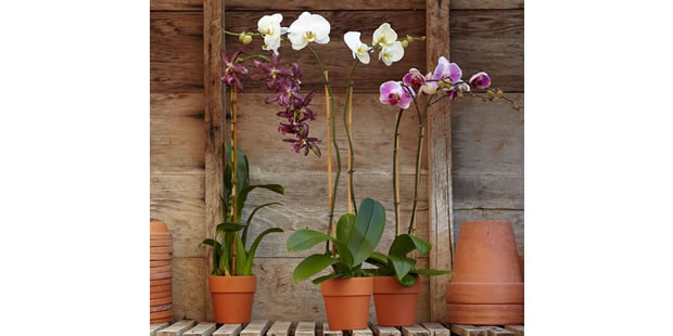 Qual melhor vaso para orquídeas? - Como fazer em casa