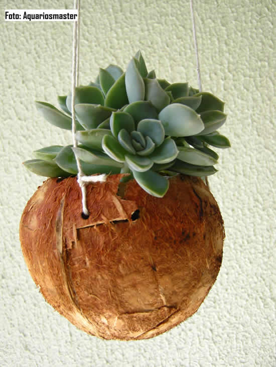 Vaso para suculenta feito com coco