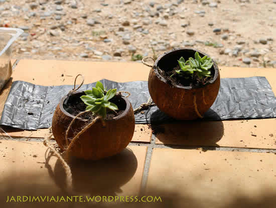 Vasos para suculentas feito com cocos