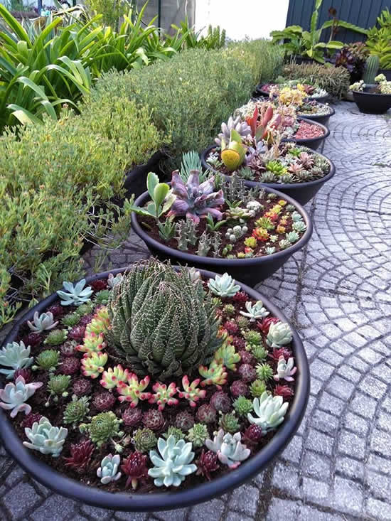 Ideias para fazer jardim de suculentas