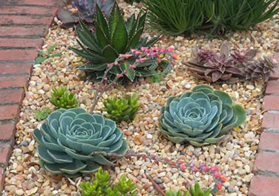 Jardim de suculentas para inspiração