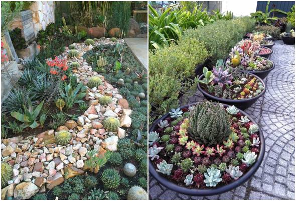 10 inspirações para fazer um jardim de suculentas