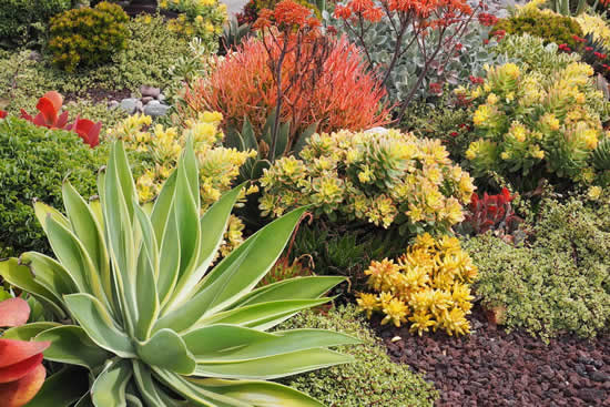 Decoração com suculentas no jardim