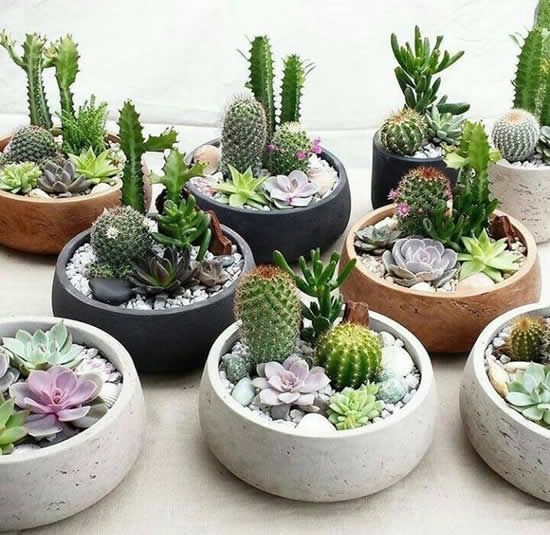 Decoração linda com suculentas para o jardim