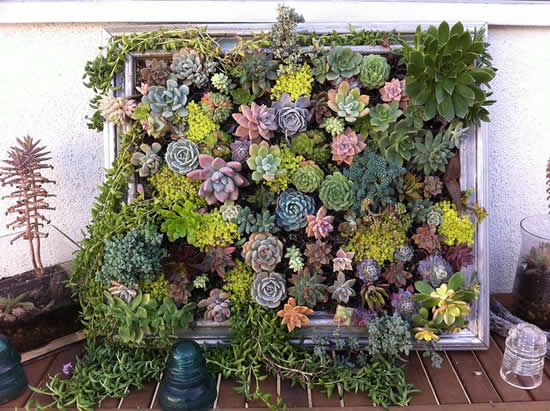 Suculentas para decorar o jardim