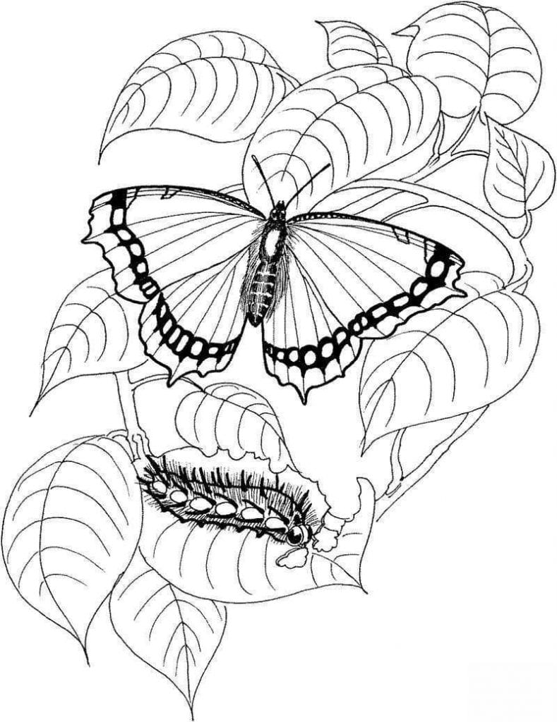 borboleta para colorir