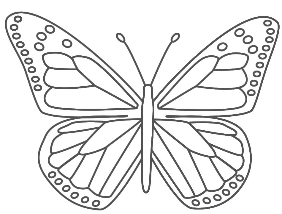 borboleta para corlorir