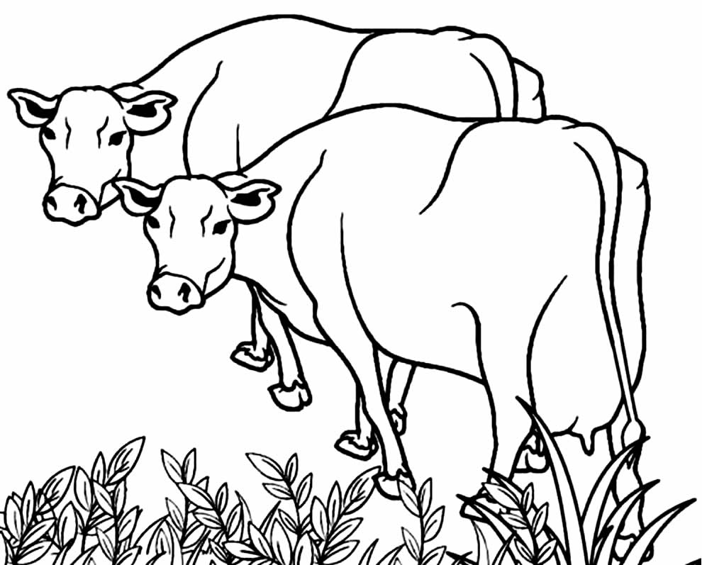 Desenhos para colorir de vacas