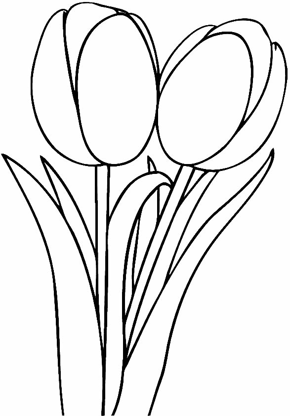 Desenho de tulipas para colorir
