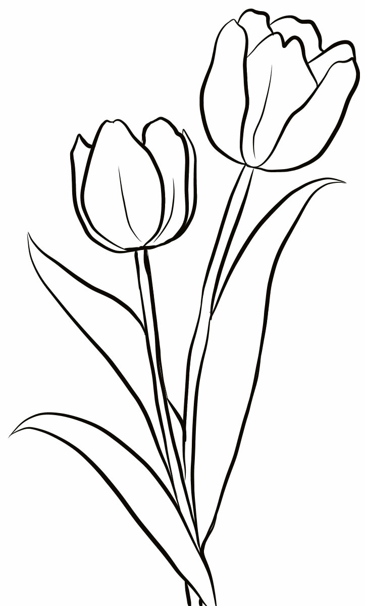 Desenho de tulipas para pintar