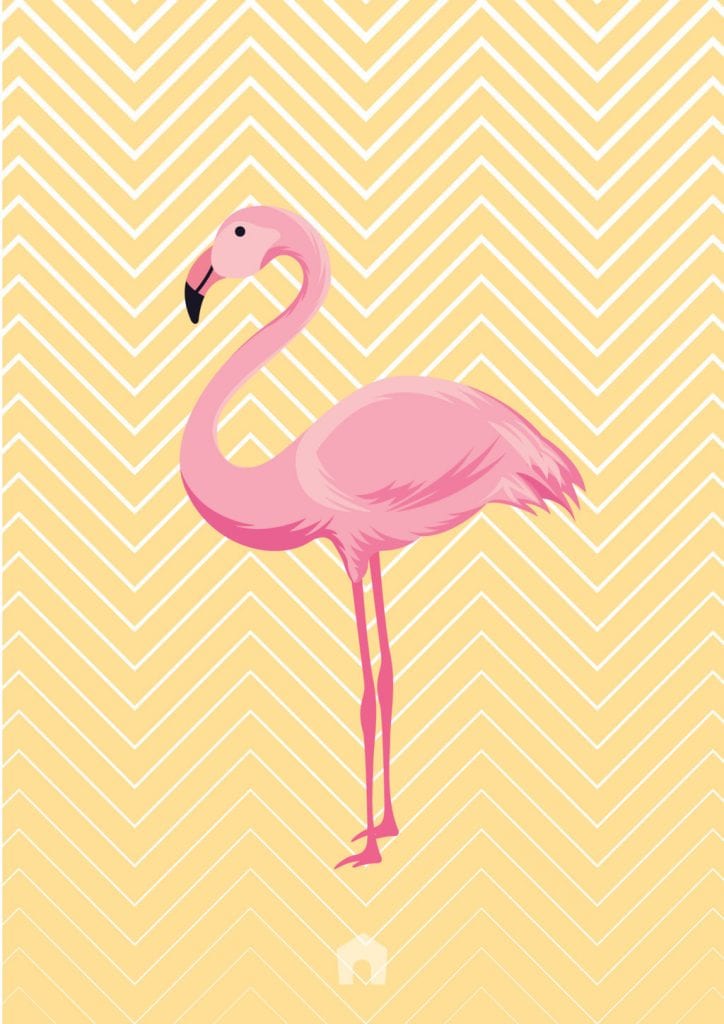 Quadros de flamingo