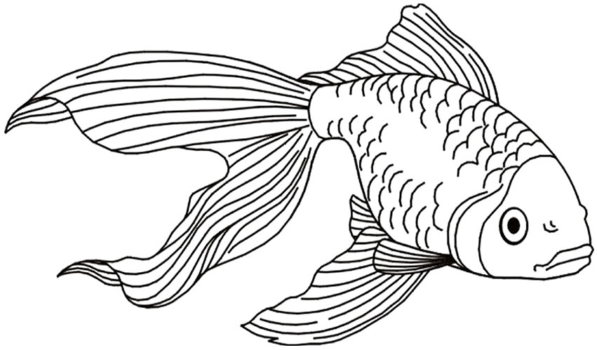 Imagem de peixe para colorir