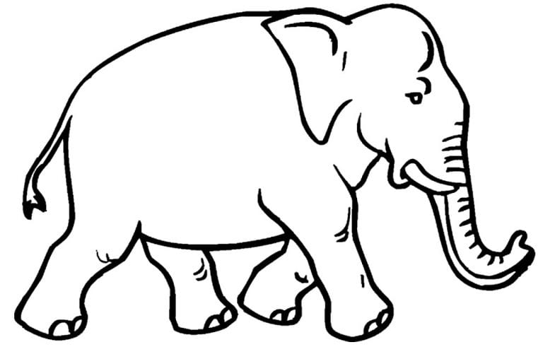 50+ Desenhos para colorir de Elefante - Como fazer em casa
