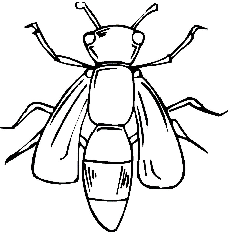 Imagem de inseto para colorir