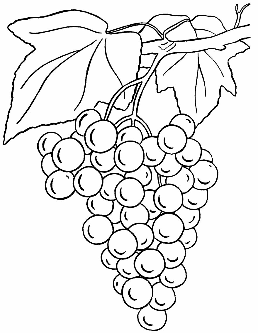 Imagem de uva para pintar