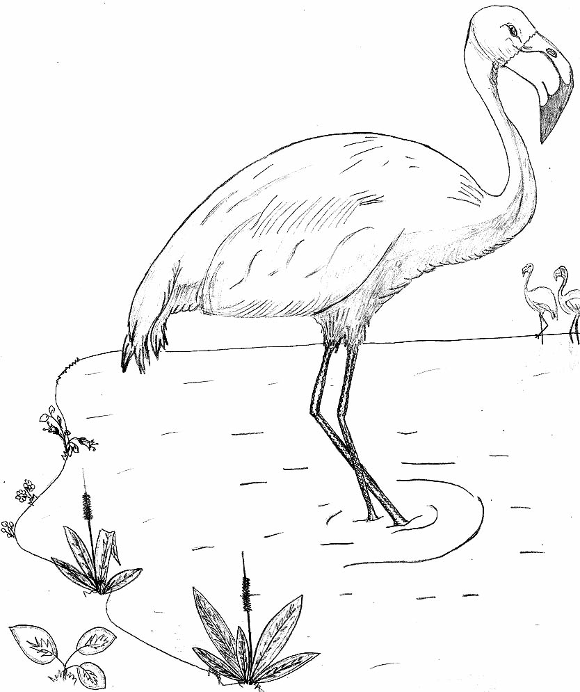 Imagem de Flamingo para colorir