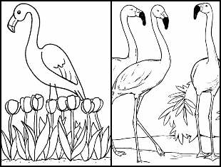 Desenhos para colorir de Flamingo