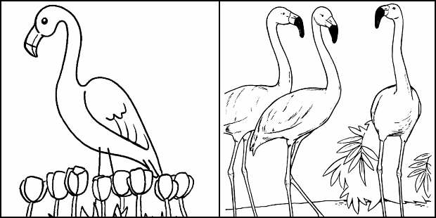 Desenhos para colorir de Flamingo