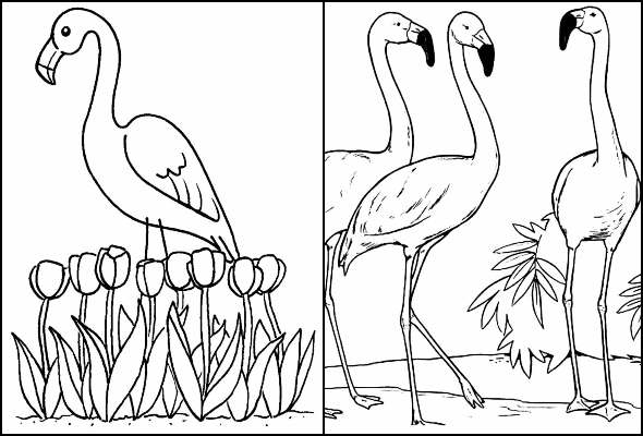 Desenhos de Flamingo para colorir