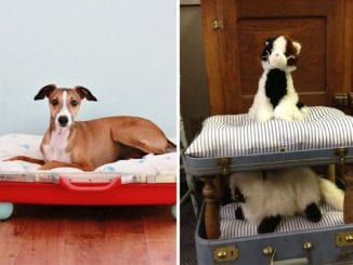 como fazer cama para pet com mala